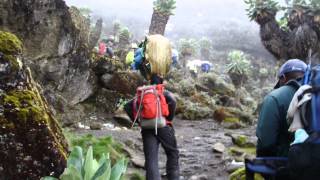 Kilimanjaro 2012