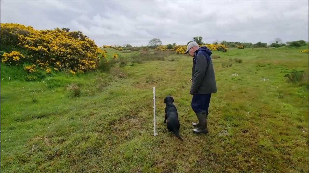 GUNDOG MEMORY RETRIEVE TRAINING YouTube