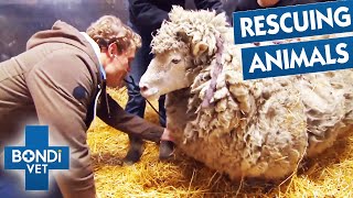 Heroic Vet's Animal Rescues ❤️ Compilation | Bondi Vet