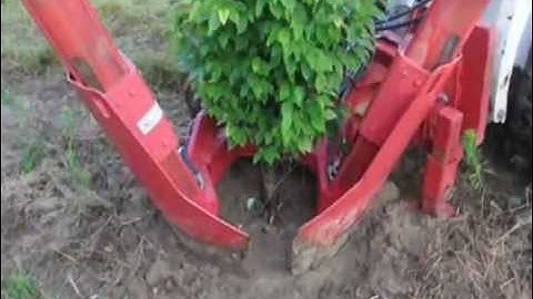 How to Ball and Burlap a Tree