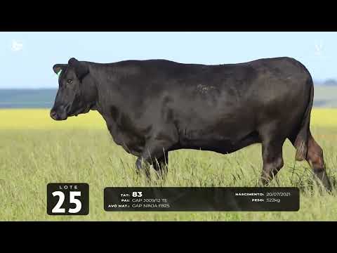 Lote 25   TAT 83 F Brangus