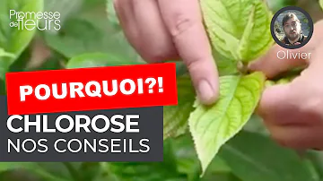 Comment lutter contre la chlorose de la vigne ?