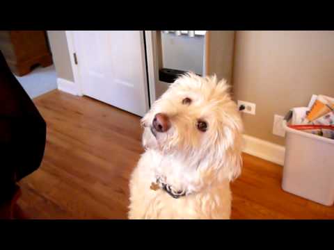 funny labradoodle