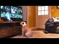 Bulldog Watches a Movie, Has Amazing Reaction to Films Villain