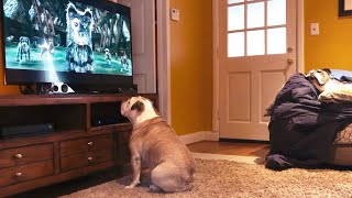 Bulldog Watches a Movie, Has Amazing Reaction to Films Villain