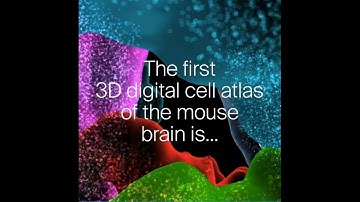 Blue Brain Cell Atlas: the first 3D digital cell atlas for the mouse brain