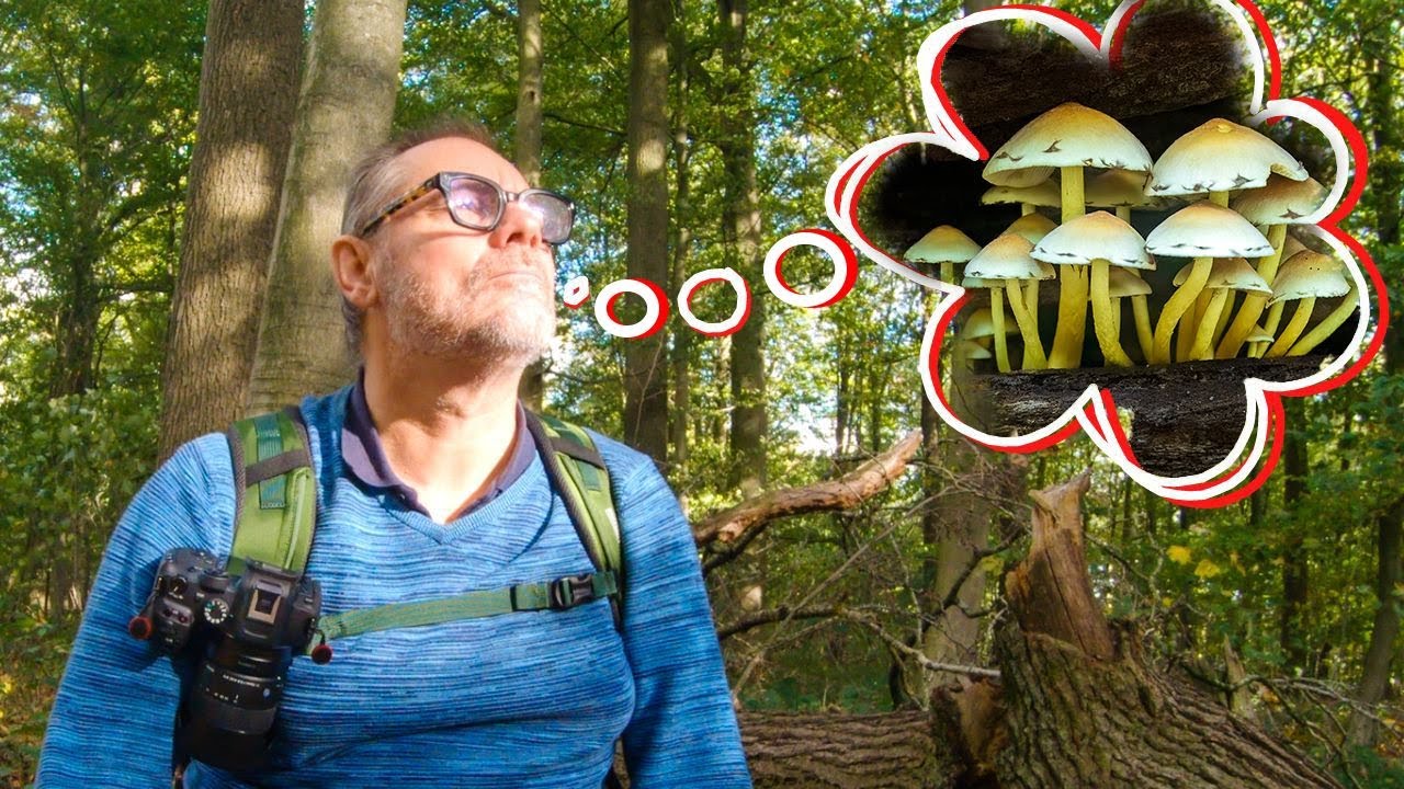 BOS- & HERFST-FOTOGRAFIE: zouden er al PADDENSTOELEN zijn???