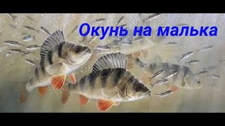 Окунь на малька в день рыбака.