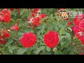花の帯 小野由紀子 歌酒場A-7
