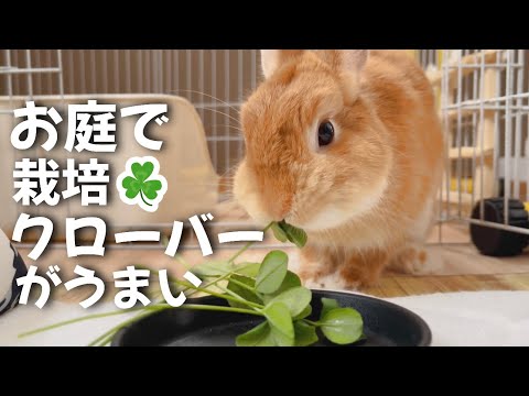 自家栽培クローバーをうさぎに与えた結果 ネザーランドドワーフのコッペ Youtube