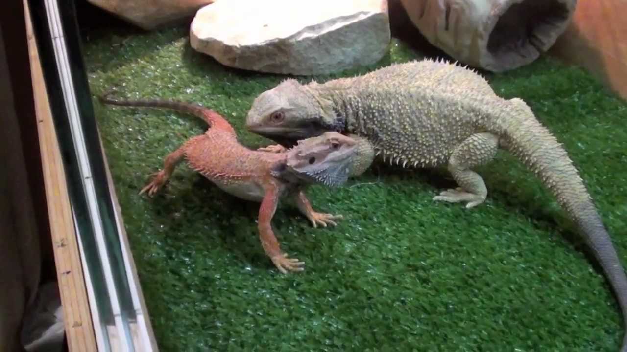 New Red Bearded dragon YouTube New Red Bearded dragon YouTube