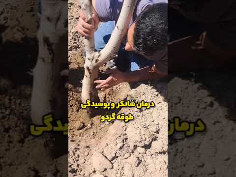 درمان بیماری پوسیدگی طوقه و شانکر پوست درخت گردو