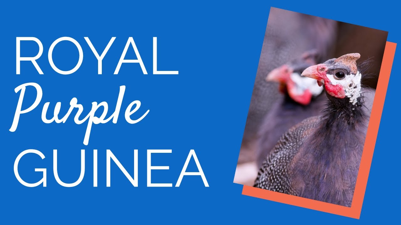 Royal Purple Guinea For Sale By Chickens For Backyards YouTube Royal Purple Guinea For Sale By Chickens For Backyards YouTube