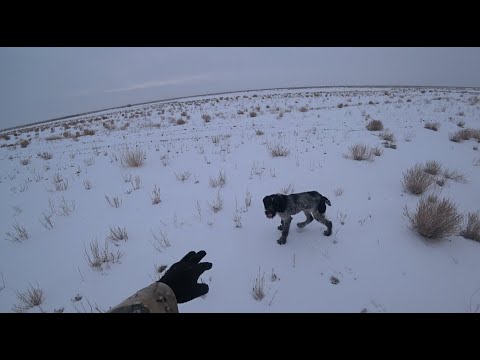 стрельба по зайцу. охота с русскими гончими охота с русскими гончими на зайца русака. охота на зайца 2024 г. охота на зайца 2024 г. охота на зайца зимой ночью.