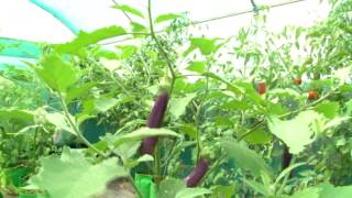 green house difference of plants inside and outside green house - Tamil