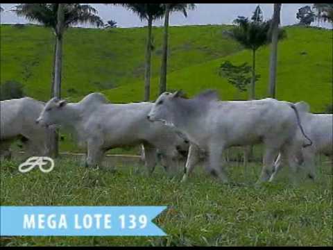 MEGA LOTE 139