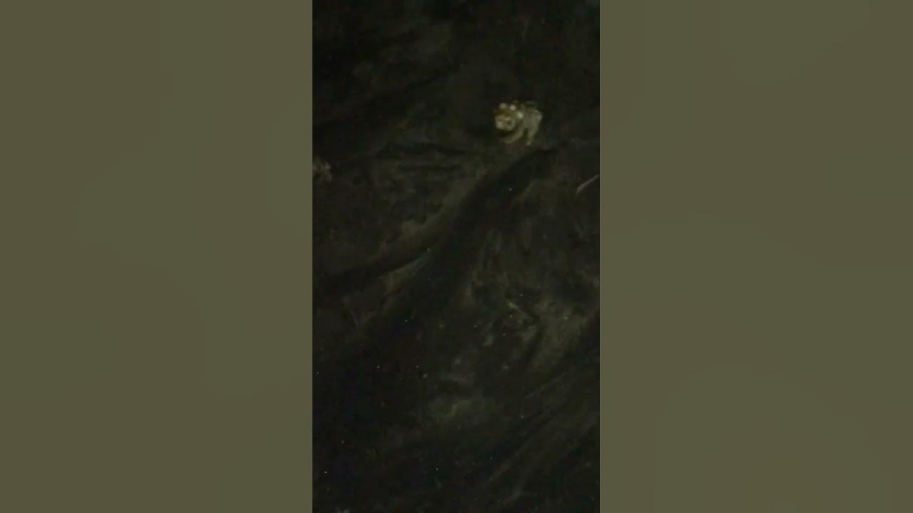 This beach came alive at night. Black sand beach sparkles in the moon light. This beach came alive at night. Black sand beach sparkles in the moon light.