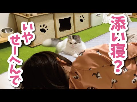 猫が全然添い寝してくれないので奥さんがすねてしまいました【おしゃべりする猫】