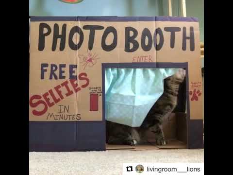 Living Room Lions Made A Selfie Photo Booth!
