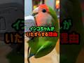 インコちゃんがイタズラする理由