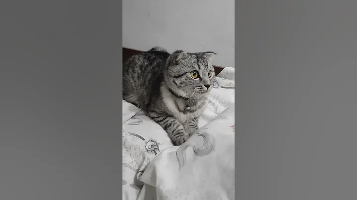 Video 6097641: little scottish fold, scottishfold, cat love, cat playing, funny cat