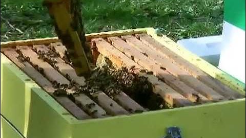 Technoset Hive with bees