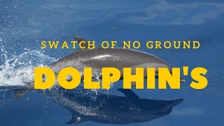 Swatch Of No Ground Bangladesh Dolphins