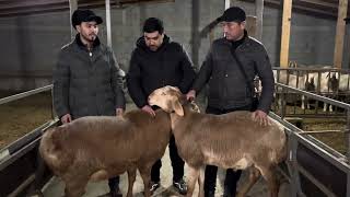 БАЯРдын балдары Өзбекстанга кетти)) Эки жакка тең берекесин берсин))