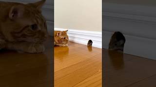 Shocking Watch This Mouse Come Face To Face With A Ginger Cat