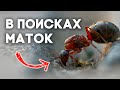 В ПОИСКАХ МАТОК - ЛЁТ СЕРВЕФОРМИК И ОГРОМНАЯ КОЛОНИЯ ФЛАВУСОВ!