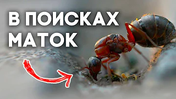 В ПОИСКАХ МАТОК - ЛЁТ СЕРВЕФОРМИК И ОГРОМНАЯ КОЛОНИЯ ФЛАВУСОВ!