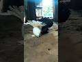 #shorts #pigeon #ytshorts #subscribe @AnimalsTips28