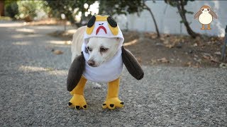 MY PET PORG! | Star Wars DIY Pet Costume