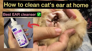 How to clean cat’s ear at home || virbac salicylic acid ear cleanser  || best ear Cleanser for cats by leoko vlog 10,902 views 6 months ago 6 minutes, 30 seconds