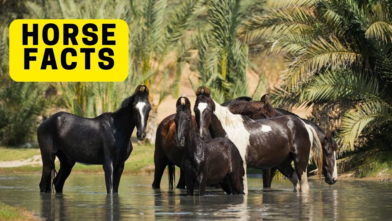 Horse Facts for Kids 2023 Canadian Horse Tradition