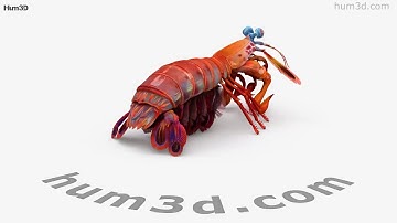 Mantis Shrimp 3D model by 3DModels.org