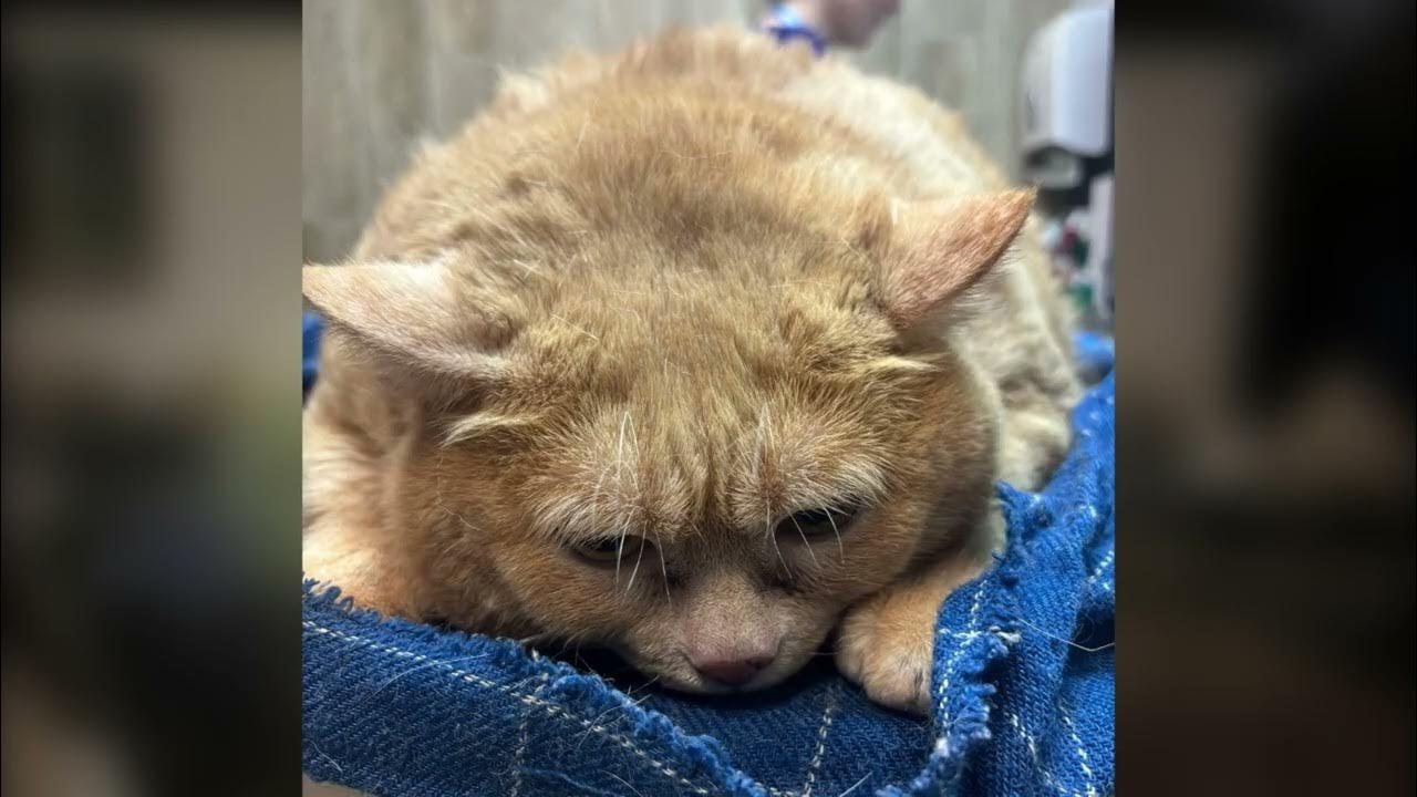 Кот крошик пытался сбежать. Кот крошик пытался сбежать