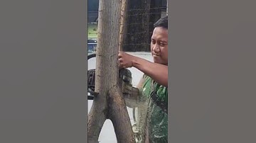 crazy Woodworking project tree cutting skills Techniques diy #shorts #treecutting #chainsaw