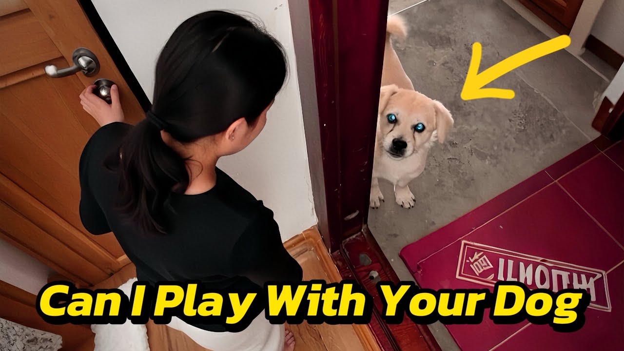 К моей двери подошла бродячая собака, желая поиграть с моей собакой.