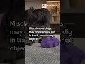 What Dogs Secretly Do When You’re Not Home: Surprising Habits Revealed