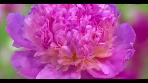 Blooming alley - Eurorack Rings Clouds Rainmaker + Elektron Analog Keys + Octatrack