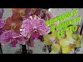 Перед праздником Редкие СОРТОВЫЕ Орхидеи/ Новый завоз прям на видео в LETTO Краснодар