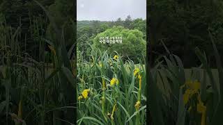 [두껍.두껍. 소주의 원조?] 숲체원엔 진로 두꺼비가 산다?  #국립대전숲체원 #두꺼비 #창포