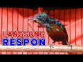Semua Konin Pasti Merespon Dan Gacor Dengan Pancingan Kolibri Ninja Ini Mp3 - Mp4 Download