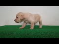 Labrador puppy available Surat
