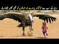 Duniya Ky Sab Sy Khoonkhar Parinday | Most Aggressive Birds in the World | NYKI