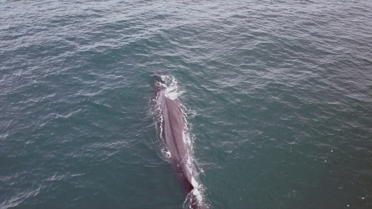 Fin Whale between Long Beach and Catalina Island - YouTube