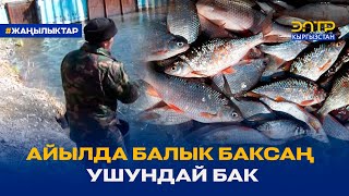 картинка: АЙЫЛДА БАЛЫК БАКСАҢ УШУНДАЙ БАК