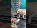 Labrador daisy खाने को देख kar bhuat खुश होती है | Cute labrador female | #dog #shorts