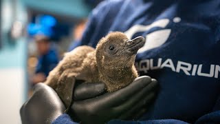 Meet Our Newest African Penguin Trio
